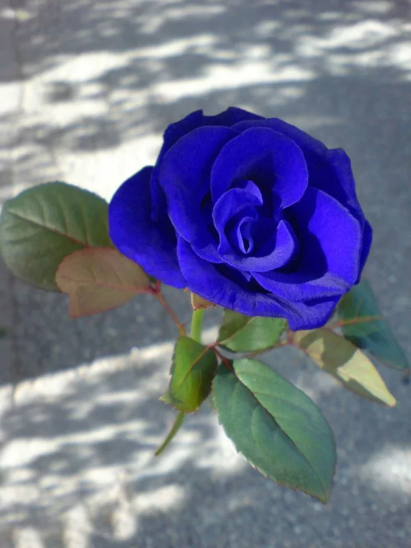 Rosa azul