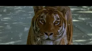 O tigre e a neve - Olhos do tigre