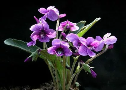 Violeta